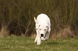 DOGUE ARGENTIN 157